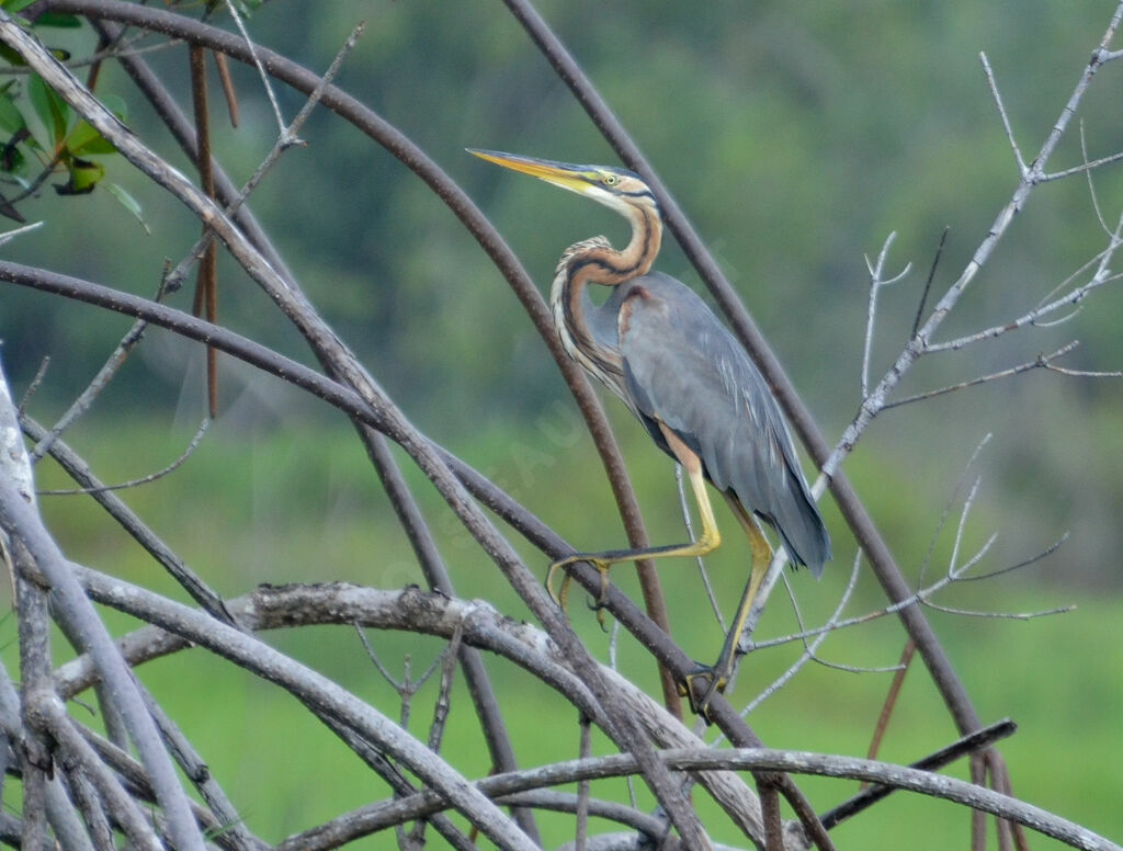 Héron pourpréadulte, identification