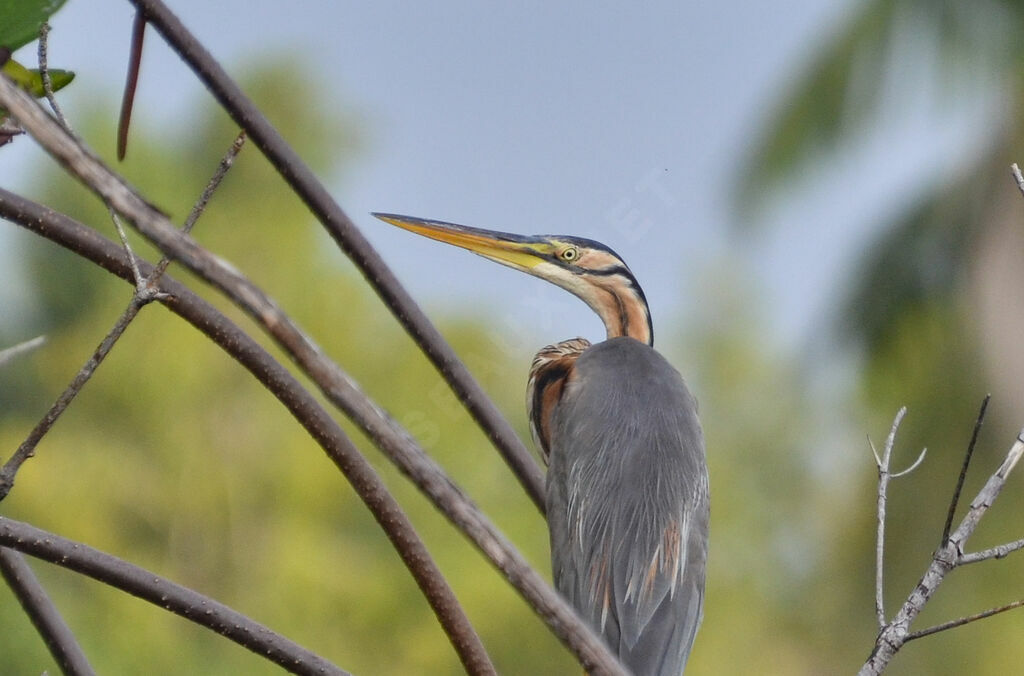 Purple Heronadult, identification