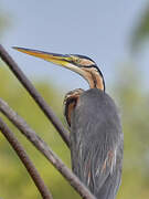 Purple Heron