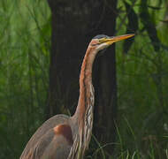 Purple Heron