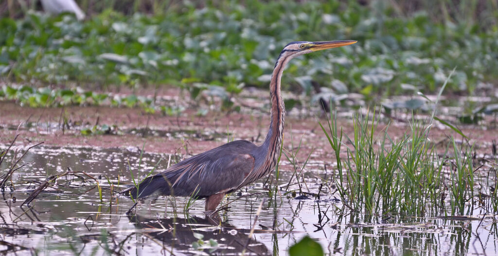 Purple Heronadult, identification