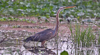 Purple Heron