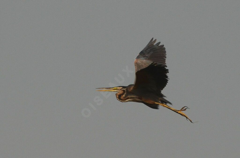 Purple Heronadult, Flight