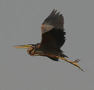 Purple Heron