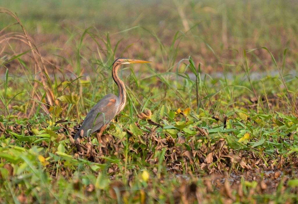 Purple Heronadult, identification