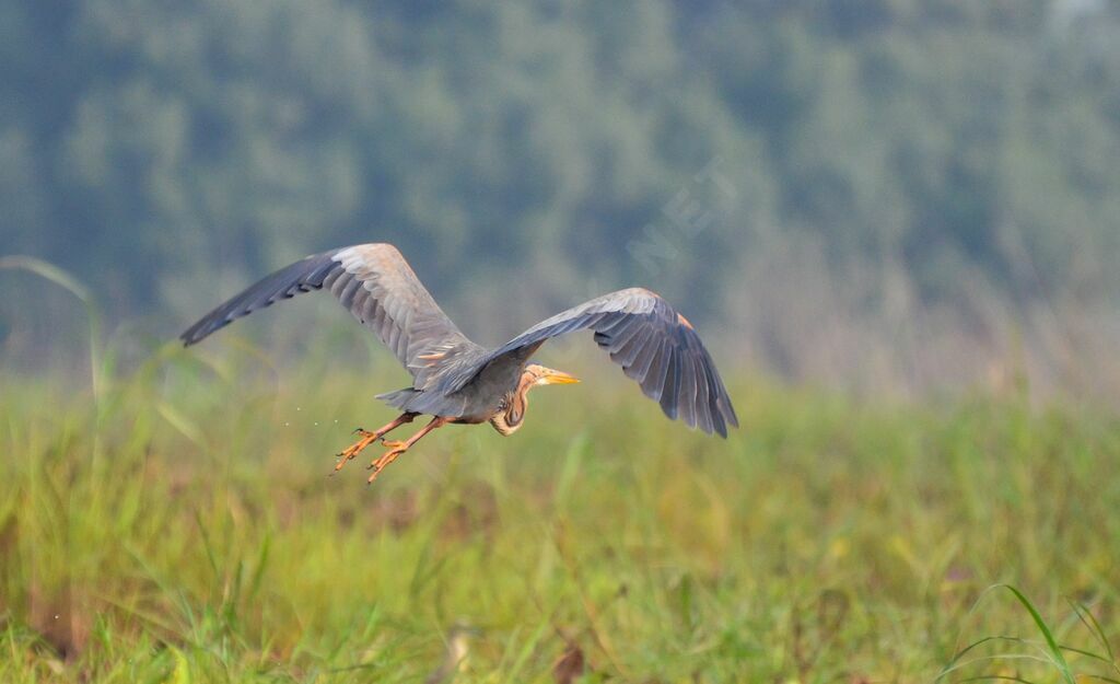 Purple Heronadult, Flight