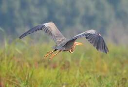 Purple Heron