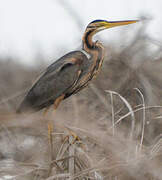 Purple Heron