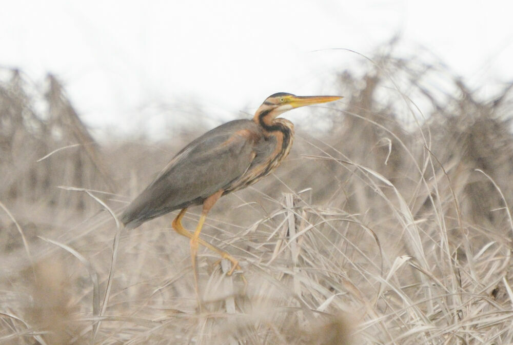 Héron pourpréadulte, identification