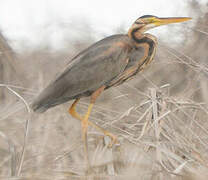 Purple Heron