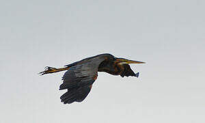 Purple Heron