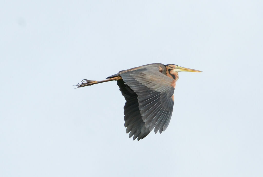 Purple Heronadult, Flight