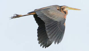 Purple Heron