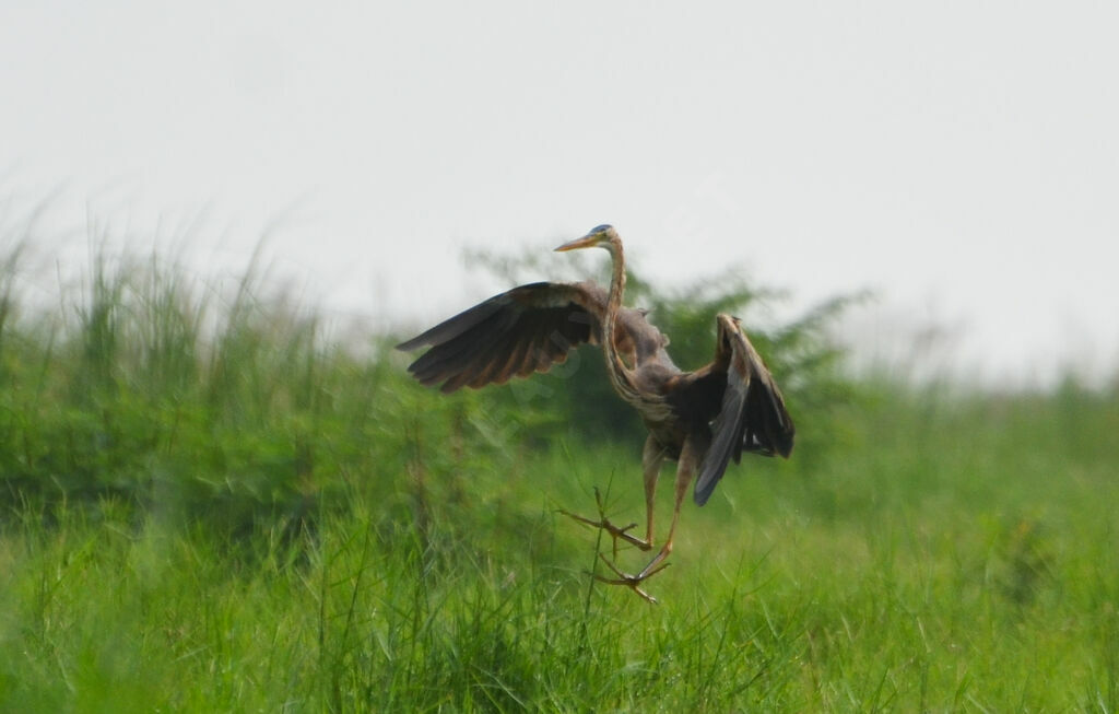 Purple Heronadult, Flight