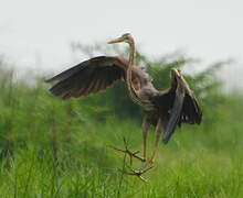 Purple Heron