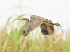 Purple Heron