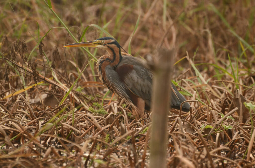 Purple Heron