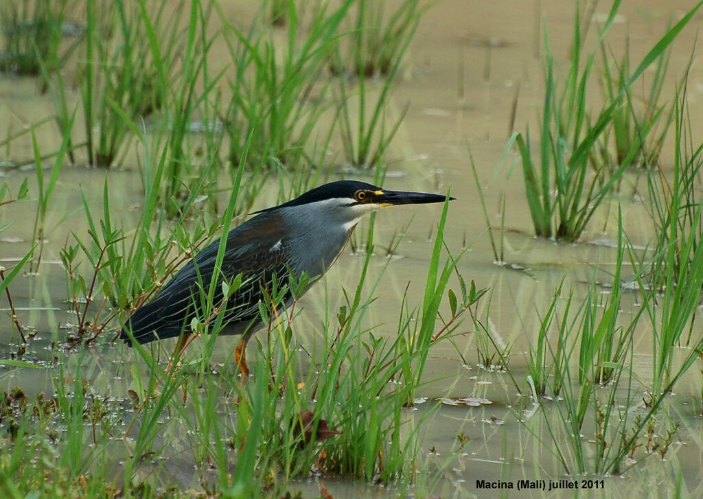 Striated Heronadult, identification