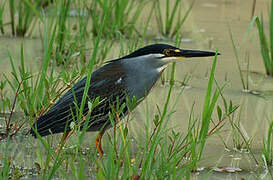 Striated Heron