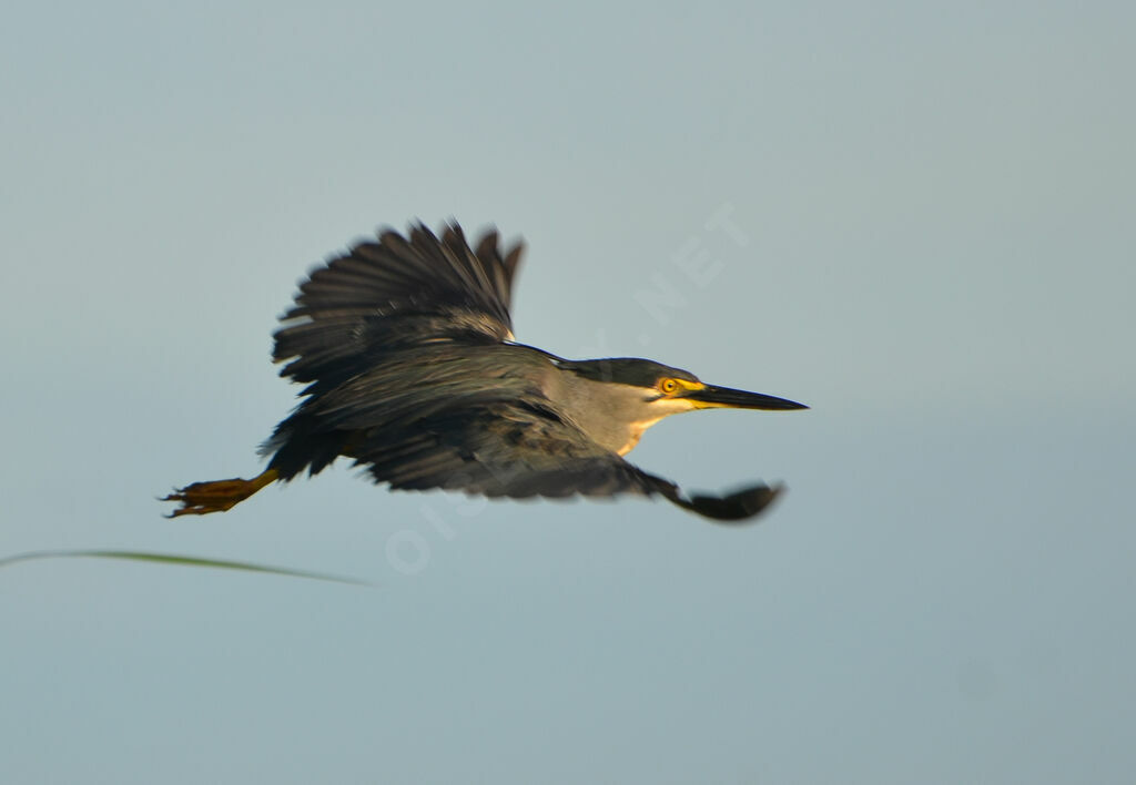 Striated Heronadult, Flight