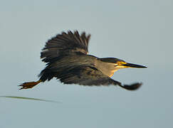 Striated Heron