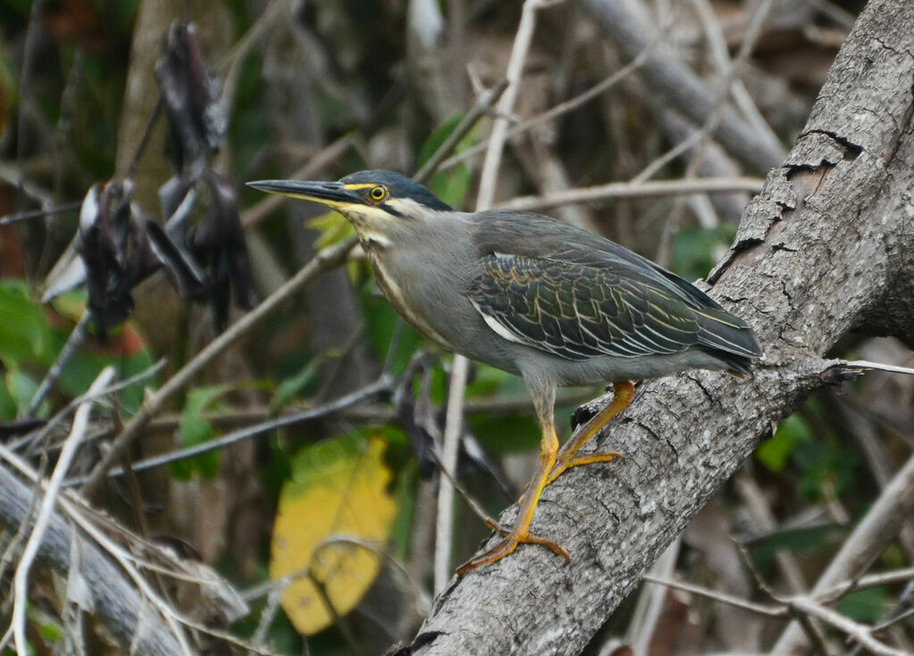 Striated Heronimmature, identification