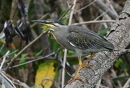 Striated Heron