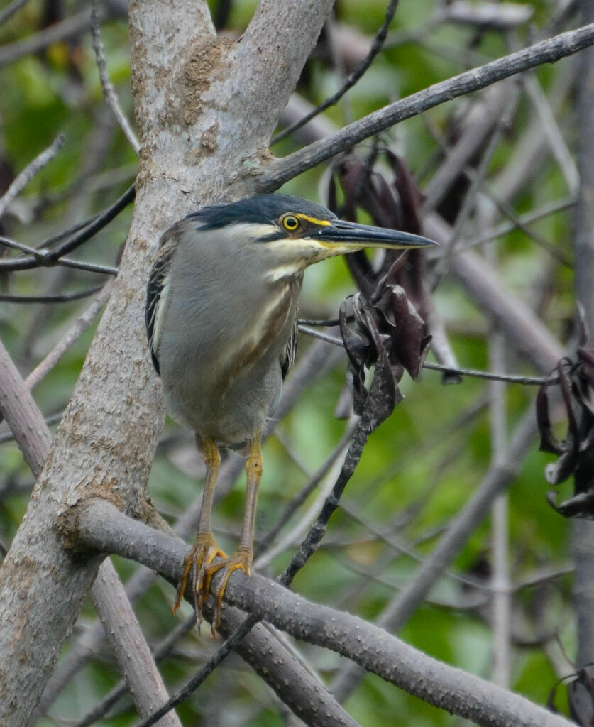 Héron striéimmature, identification