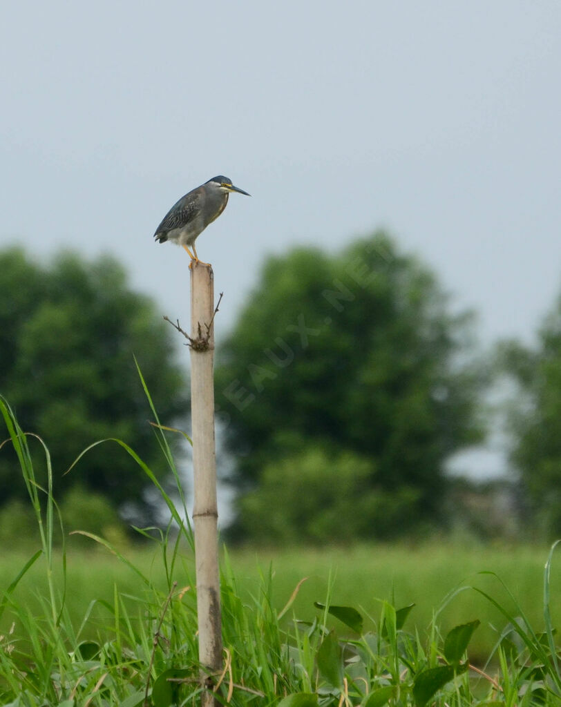 Striated Heron