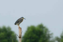 Striated Heron