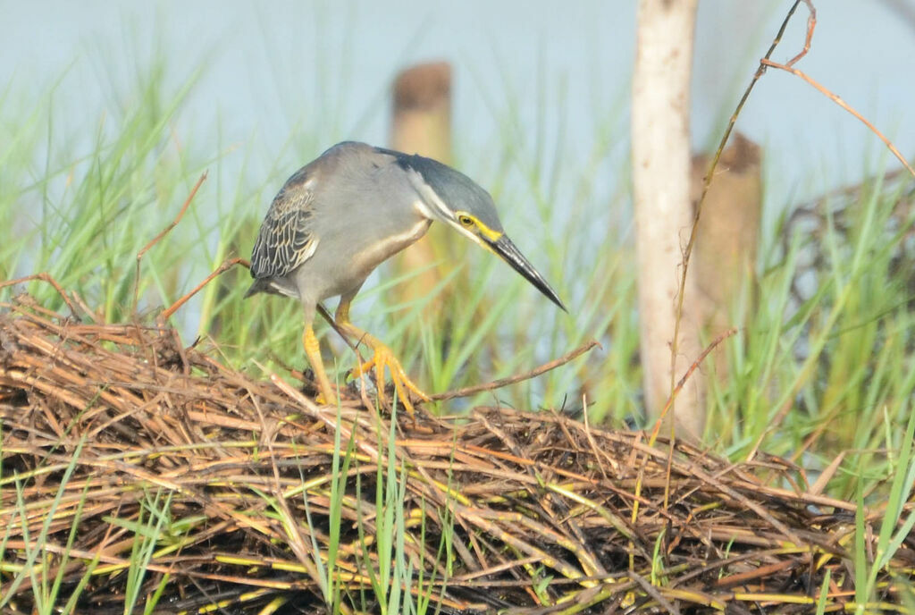 Striated Heronadult, identification