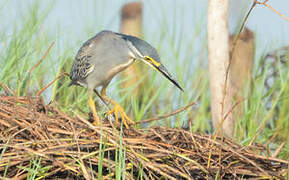 Striated Heron