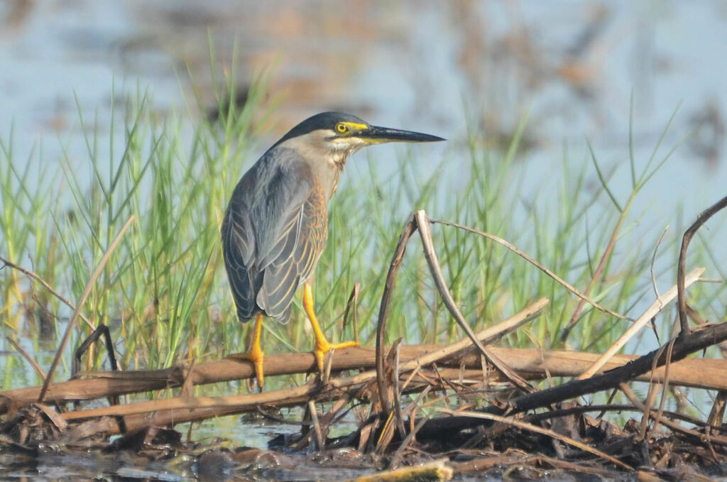 Striated Heronadult, identification