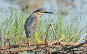 Striated Heron