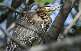 Striated Heron