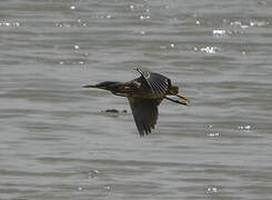 Striated Heron