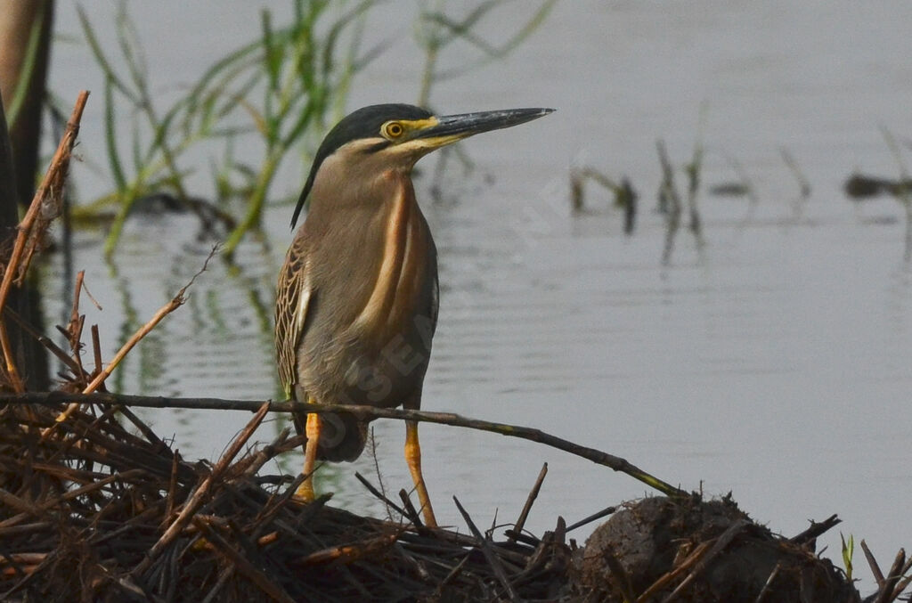 Striated Heronadult, identification