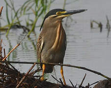 Striated Heron