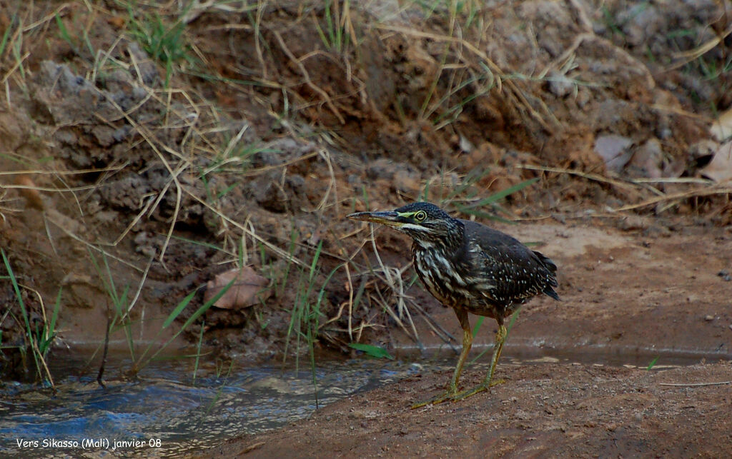 Striated Heronimmature