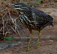 Striated Heron