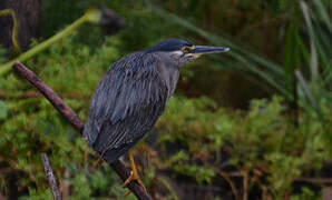 Striated Heron