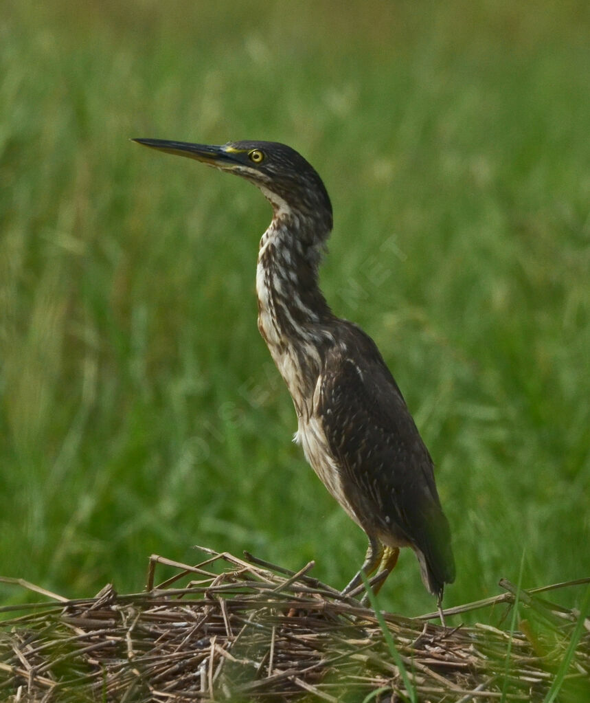 Héron striéimmature, identification