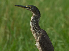 Striated Heron