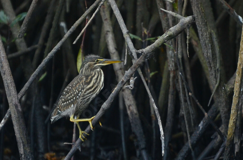 Héron striéjuvénile, identification