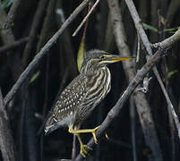 Striated Heron