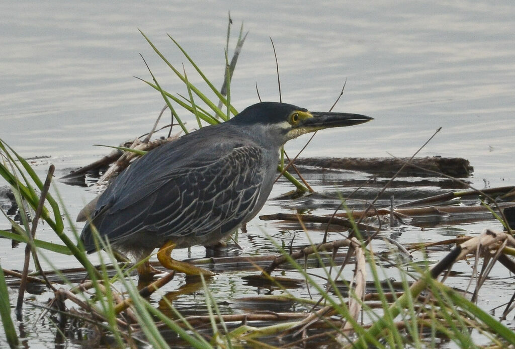 Héron striéadulte, identification