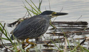 Striated Heron