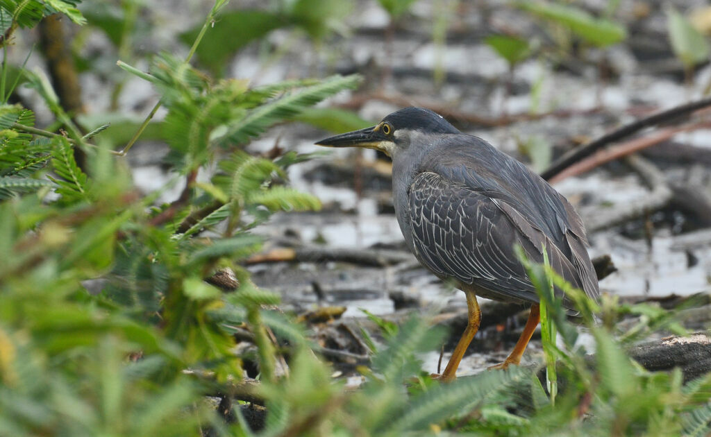 Striated Heronadult, identification