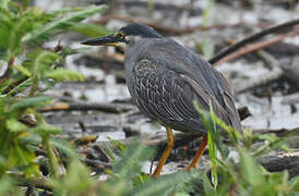 Striated Heron