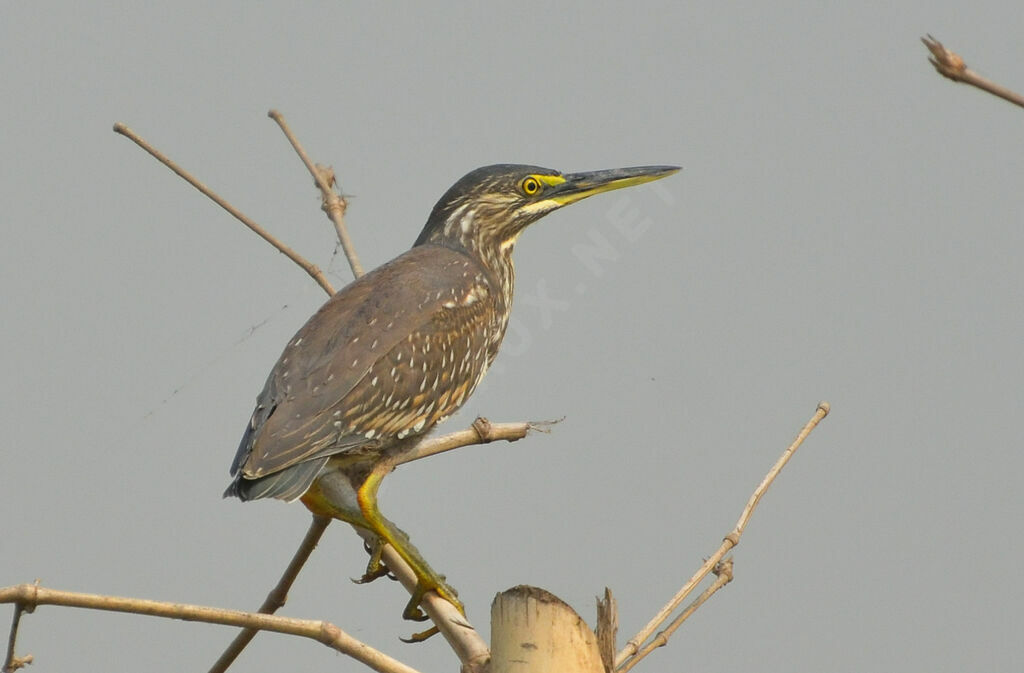 Striated Heronimmature, identification